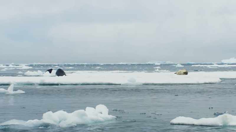 When a seal is spotted