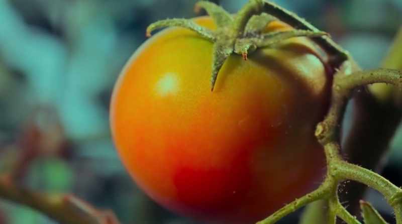 When a tomato gets red