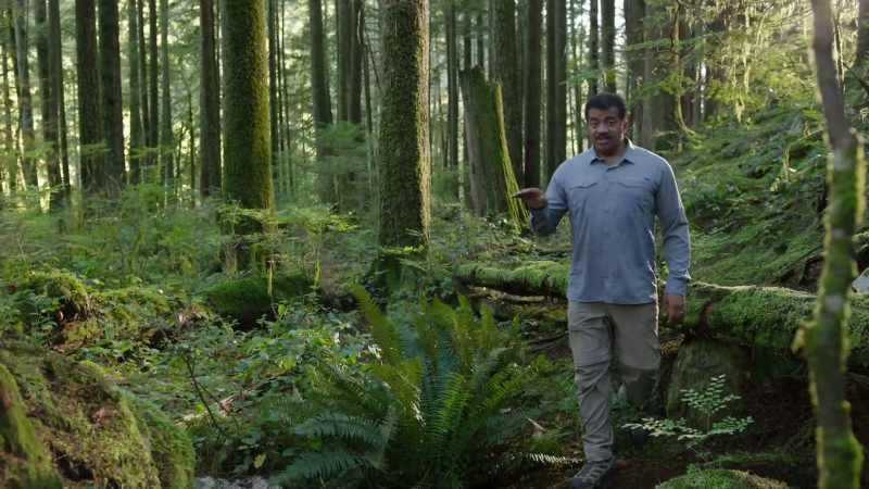 When a tree is cut down in the forest