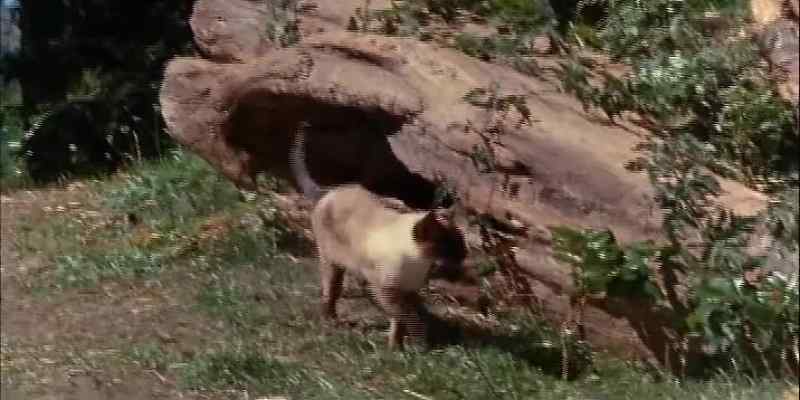 WHEN ALL SEEMED QUIET, THE CAT WENT ON