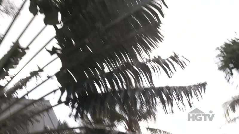 When we arrived here, there was this massive palm