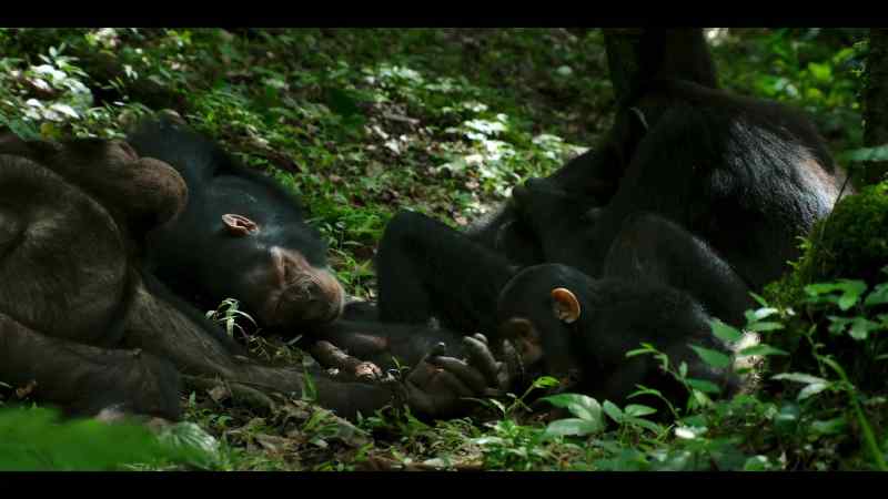 When it comes to babies, most chimps are pretty tolerant