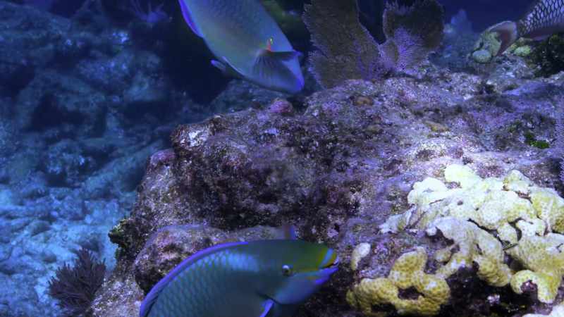 When that coral passes through the parrotfish