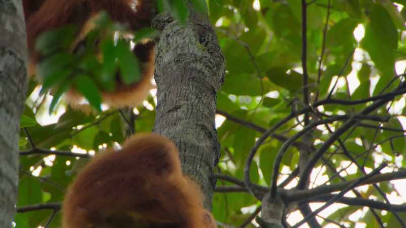 When it does, it draws in orangutans from far and wide