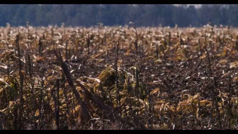 When you drive by the fields, that's all corn that's going on barges