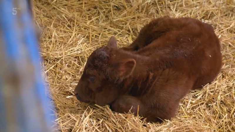 When we failed to get a bull from the sale
