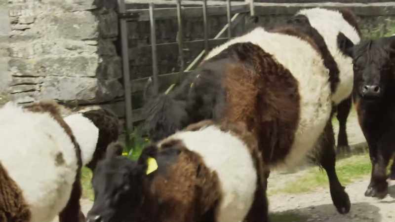 When they first came to the farm, they did come with a bit
