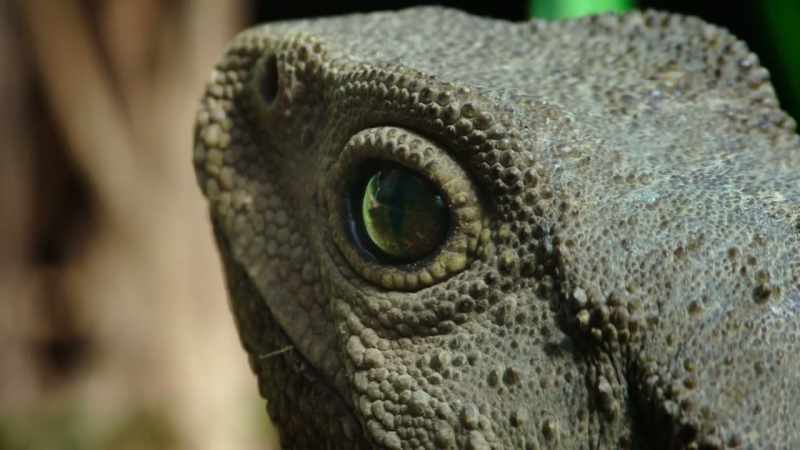 When food is scarce, tuatara are capable
