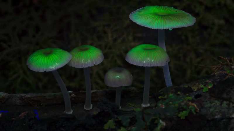 When fungi have fed sufficiently