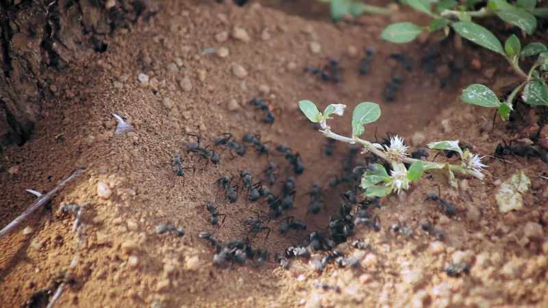 When they get all of their attack-ant bros together