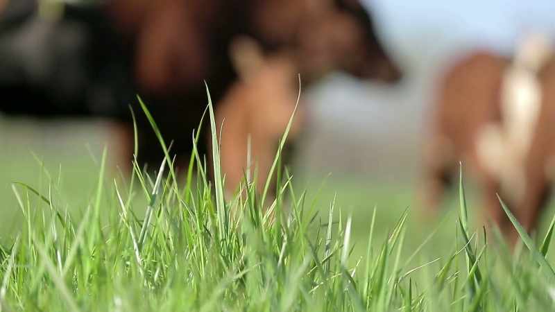 When grass is allowed