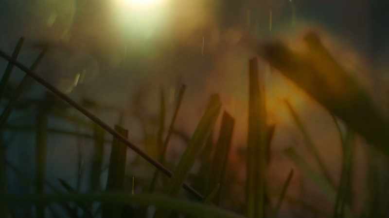 When grass is cut, it releases a scent