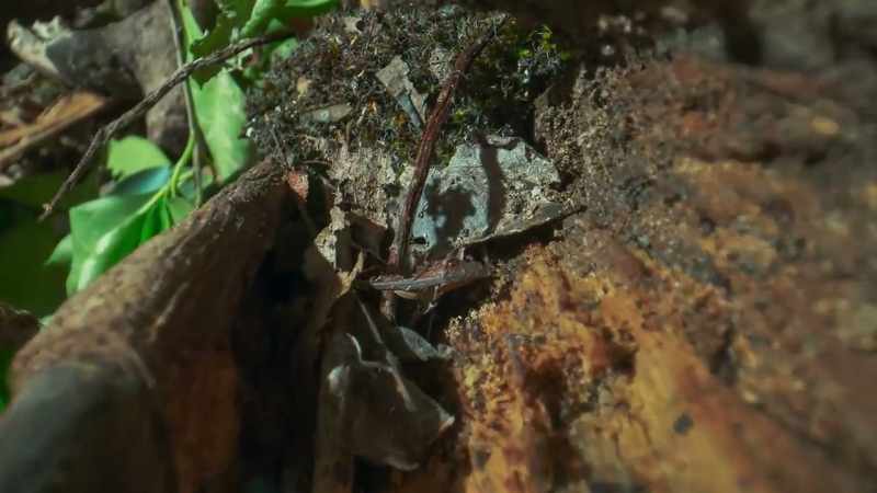 When that happens, sunlight floods the forest floor