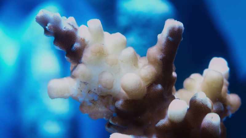 When that happens, the corals lose both their colour