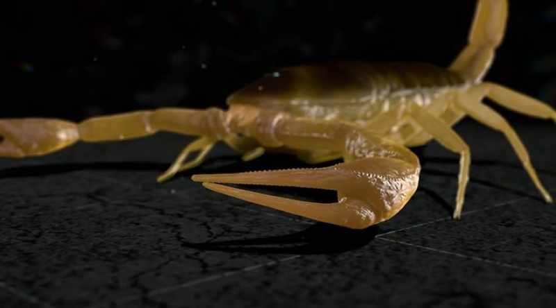 When they have thin pincers, they've often got a thick tail