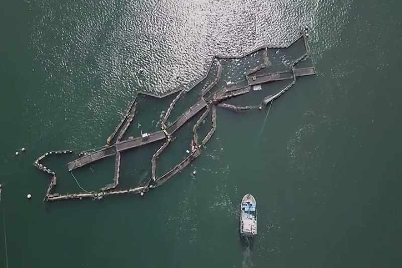 When I heard that 300,000 Atlantic salmon escaped