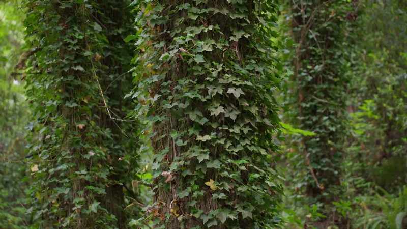 When I look out at the trees in my backyard