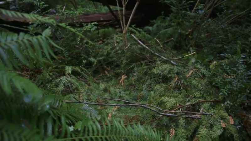 When I saw this nest