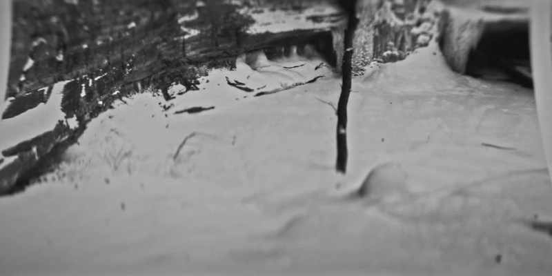 When I saw those paw prints, it clicked