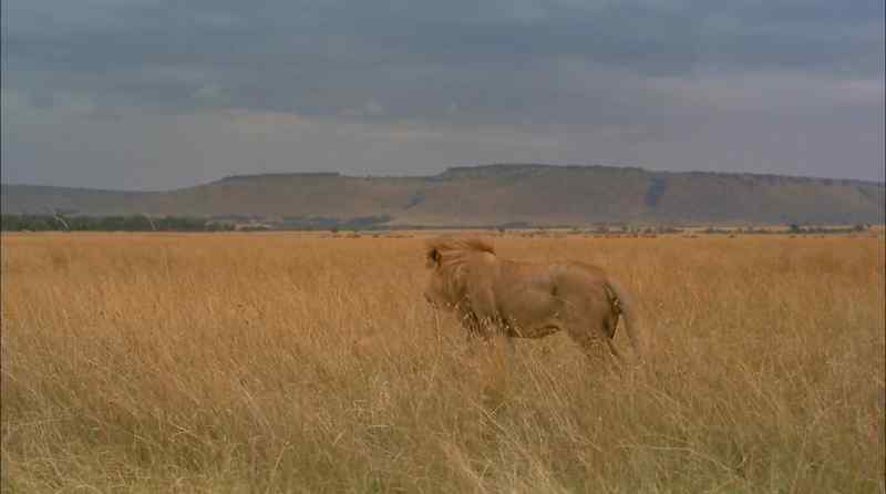 When lions mate, however