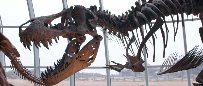 When we look at the T-Rex, when we look at Mosasaur