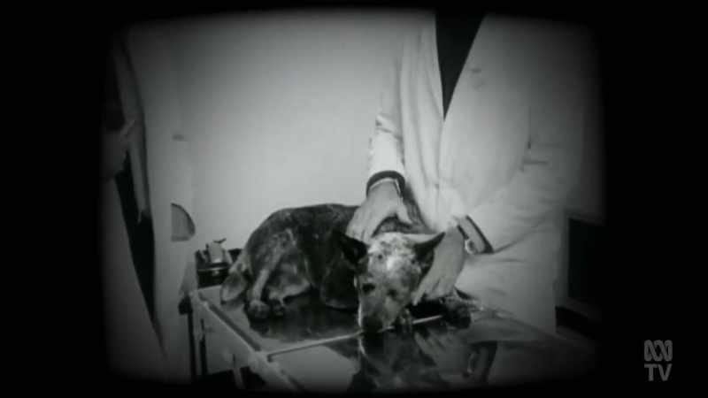 When he operated on a deaf dog, the newspapers took note