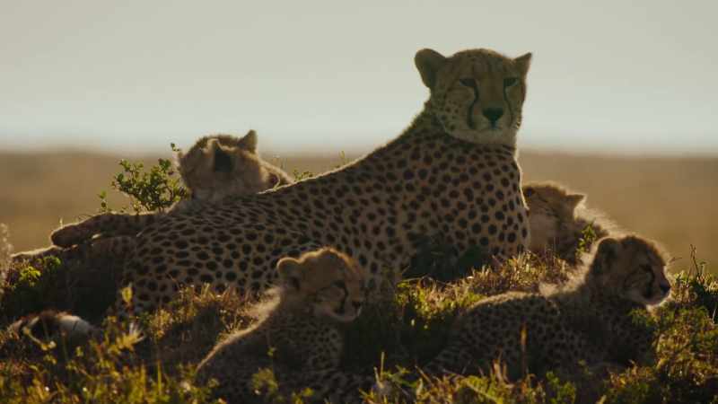 When raising young is a more long-term investment