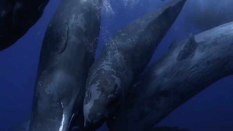 When you remove whales out of an ecosystem