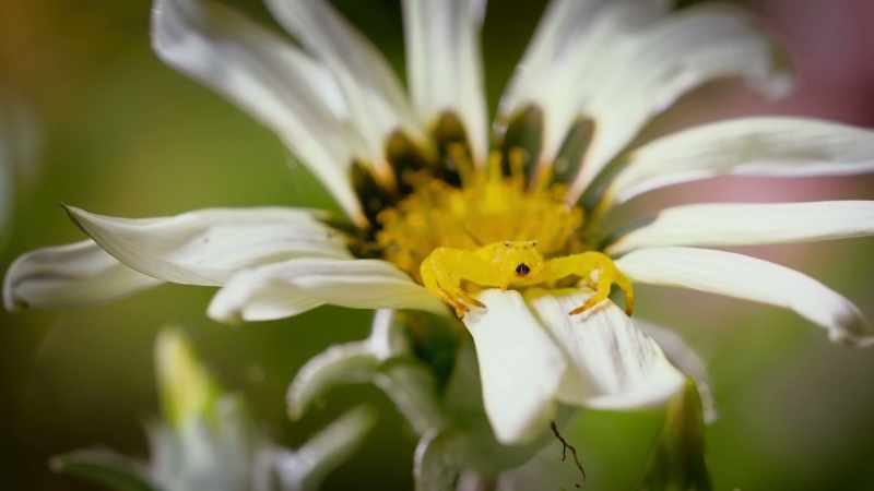 When she sits on a pure white petal, she immediately becomes obvious