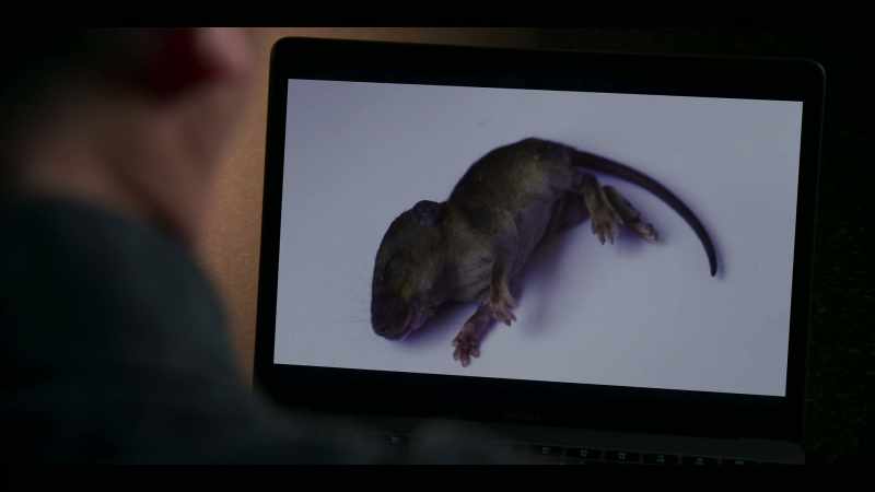 When we studied these rats