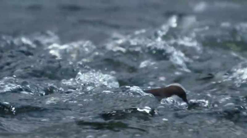 When they swim through a waterfall