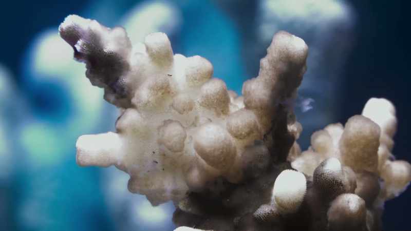 When temperatures remain high, bleached corals die off