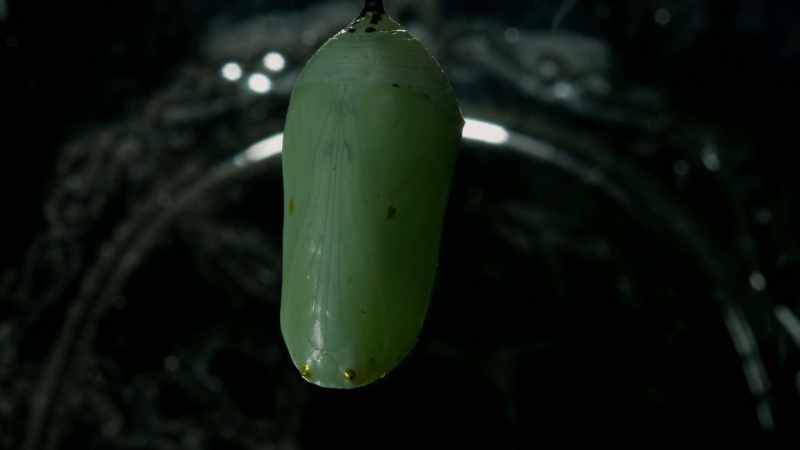 When the caterpillar is inside the chrysalis it dissolves and it