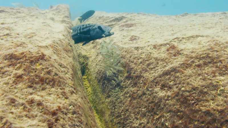 When the coast is clear, she releases them