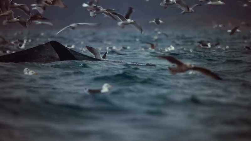 When the fishermen started to retrieve the net