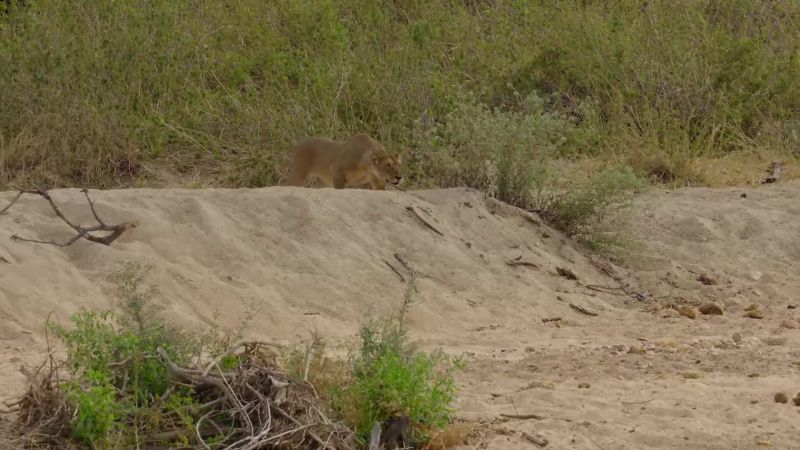 When the giraffe's head is down, it doesn't spot danger so easily