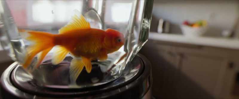 When the goldfish incident happened