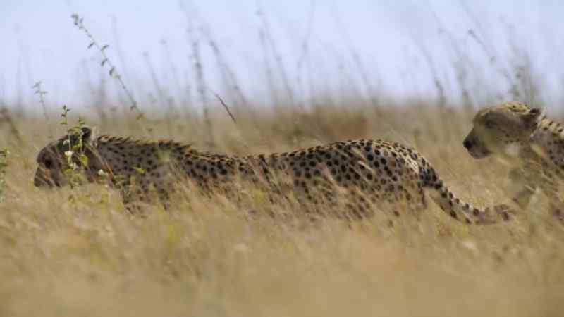 When the herds arrive, there'll be enough zebra and wildebeest