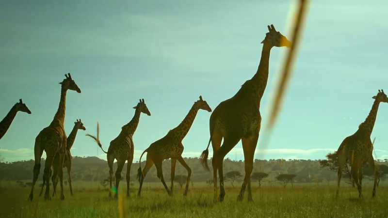 When the herds occupy our land