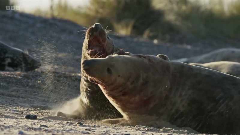 When the males fight