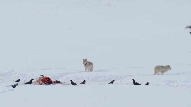 When the pack has taken its fill