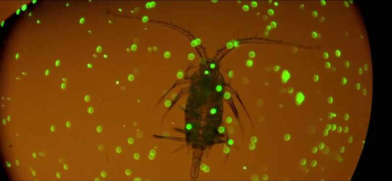 When the researchers add microplastics