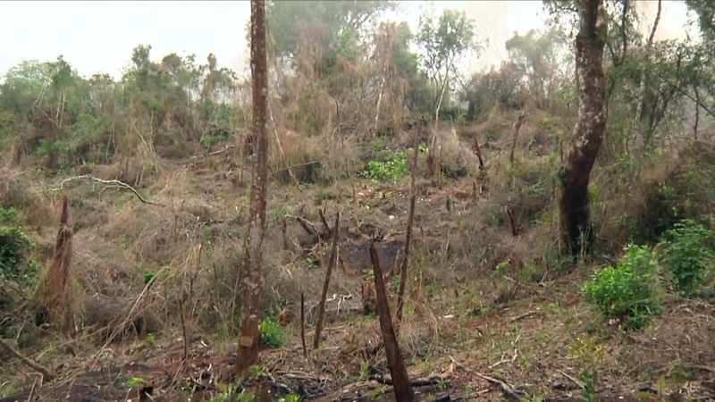 When the soil is depleted by deforestation and pesticides