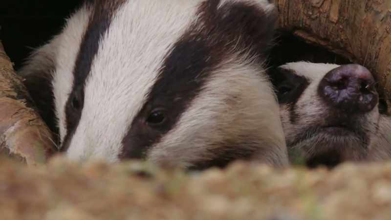When the sun is up, they typically rest in their dens