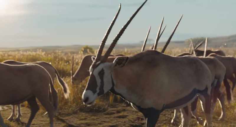 When the wind hits their horns, it moves up