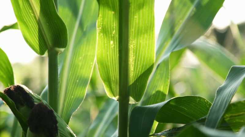 When there are people who have crop failures and they're facing very serious problems