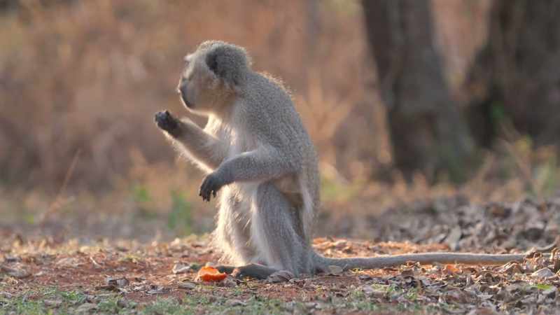 When these monkeys experience a loss