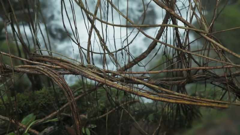 When they're mature enough to have developed many hanging roots