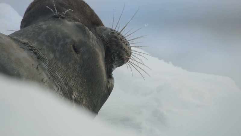 When they're six years old, the males develop an inflatable nose