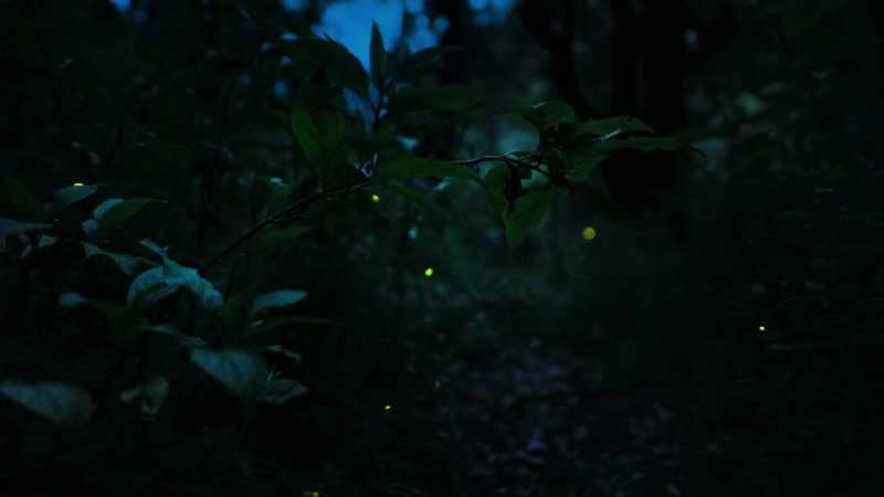 When thousands of male fireflies come together
